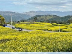 -桑洲油菜花景区