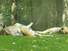 -北京野生动物园