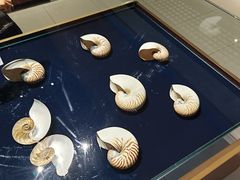 -青岛贝壳博物馆