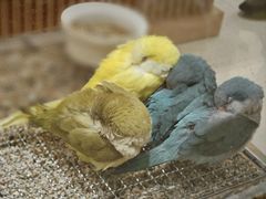 -帕帕拉兹宠物(亚洲旗舰店)