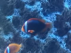 -北戴河圣蓝海洋公园