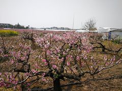 -南汇老顾农家乐采摘大团水蜜桃采摘店