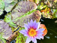 -国家植物园南园