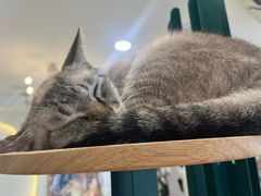 -共舞时光猫咖·狗咖(新街口店)
