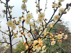 -香雪海
