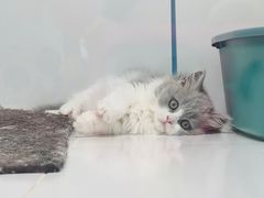 -1013 PET SHOP精品宠物商店(丁香店)