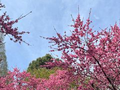 -苏州上方山国家森林公园