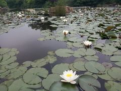 -白马涧龙池景区