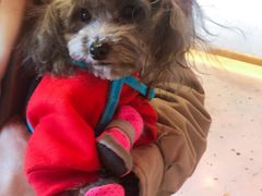 -Goku PET SHOP宠物视觉生活馆(双井店)
