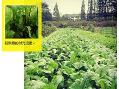 时令有机蔬菜及野菜-武汉世外桃源农庄