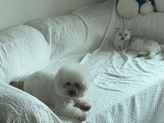 -瑞鹏宠物医院·骨科·猫科·内科(第一中心)