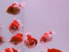 -李村大集