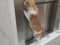 -刘信牛羊肉泡馍小炒(回民街店)