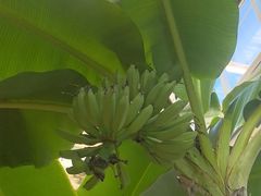 -石家庄市植物园