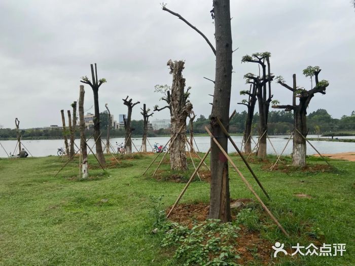 松山湖南湖湾露营营地图片