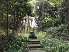 -铁山坪森林公园