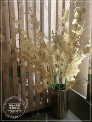 -栖SPA·ONDA ·海菲秀·皑皑科技美肤中心