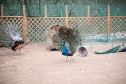 -萌宠亲子动物乐园(槐房万达店)