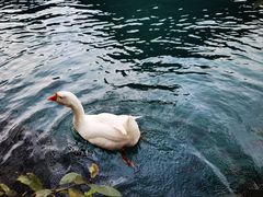 -靖西鹅泉风景区