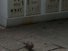 -成都市活水公园