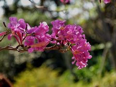 -中国科学院华南植物园