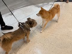 -瑞虹新天地月亮湾