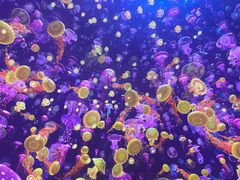 -海合安青岛极地海洋公园