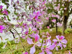 -广东花都湖国家湿地公园