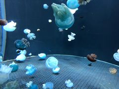 -新加坡海洋生态馆