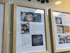-半岛宠物医院24小时·内窥镜·牙科·碎石中心(府城大道店)