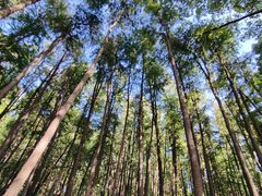 -上海共青森林公园