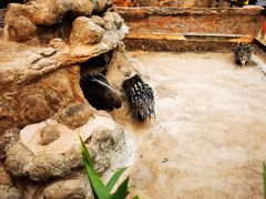 -海南热带野生动植物园