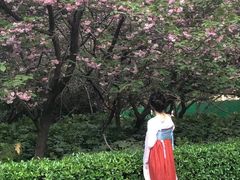 -天适樱花悠乐园
