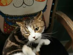 -more than meow吴止猫主题餐厅(承德 中船汇店)