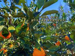 -前小桔亲子创意农场·草莓采摘·露营烧烤