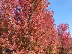 -黑龙江省森林植物园