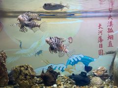 -烟台海昌鲸鲨海洋公园
