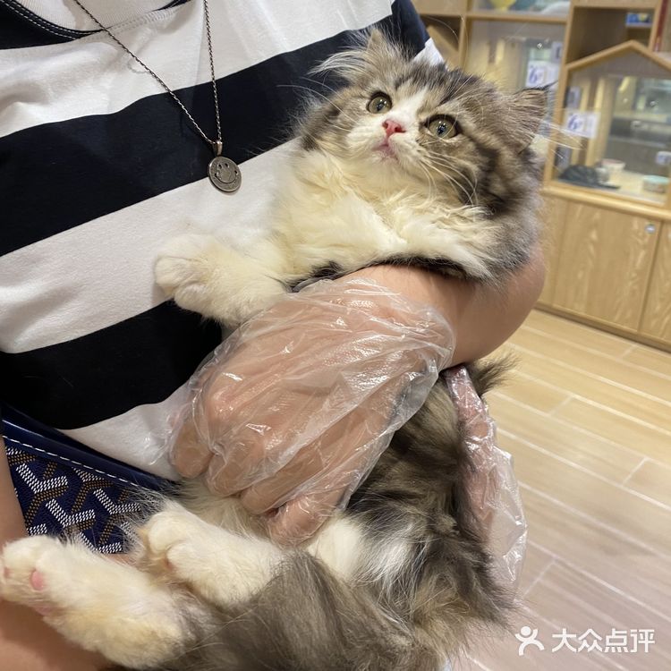 深圳探店｜一起撸猫🐱一起喵喵喵🐱