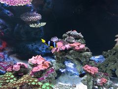 -暹罗海洋世界