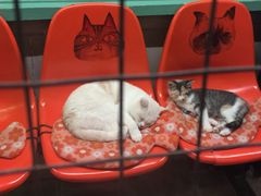 -猫咪博物馆(顶澳仔猫街店)