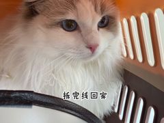 -创凡宠物医院·骨专科  猫科中心(西乡分院)