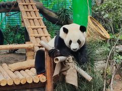-灵玲国际马戏城