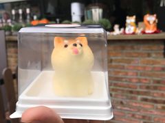 -柴犬高等学院·狗咖·柴犬售卖·宠物训练