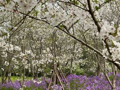 -上海海湾国家森林公园
