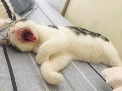 -猫大福·Fortune Cat猫舍(百子湾店)