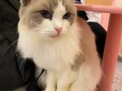 -喵匠猫主题咖啡(凯德和平广场店)