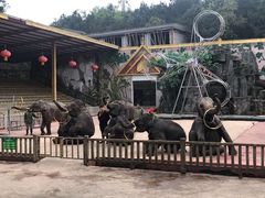 -贵州森林野生动物园