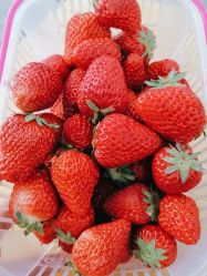 -蓝呗呗蓝莓草莓采摘园(通州区马驹桥店)