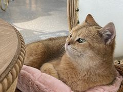 -共舞时光猫咖·狗咖(新街口店)