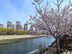 -桃花堤公园